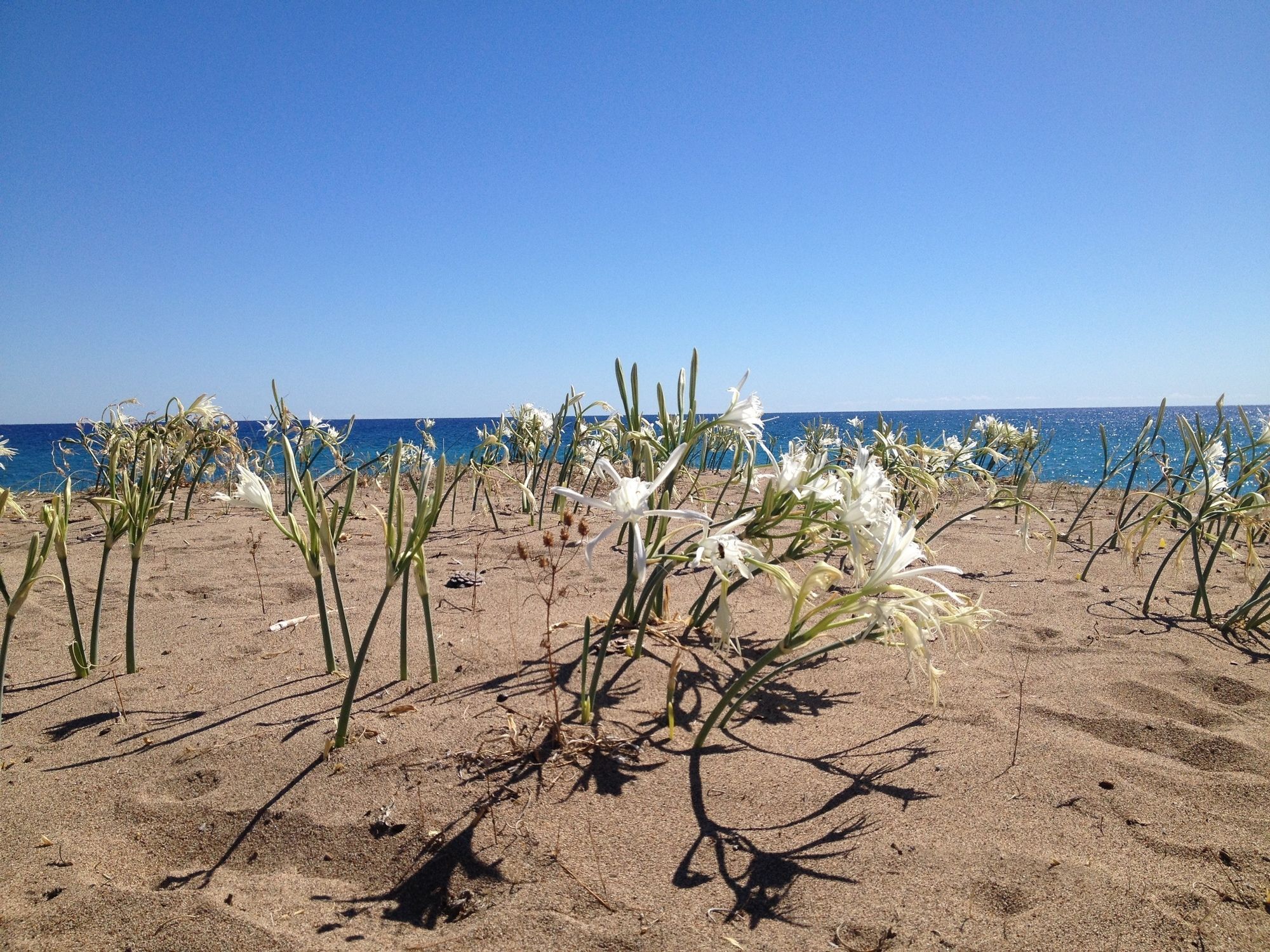 Bellerofon Beach Otel Çıralı Buitenkant foto